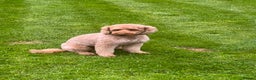 Miniature Poodle dogs for stud: Kc reg apricot  dna fully tested min poodle stud in Market Drayton - Advert 15