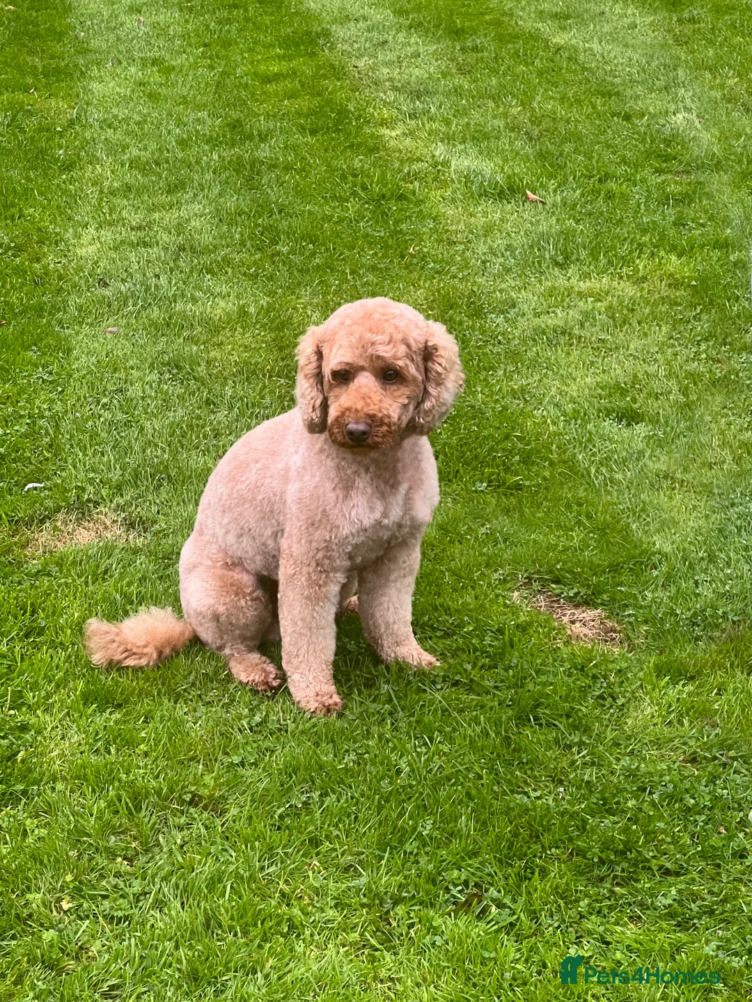 Miniature Poodle dogs for stud: Kc reg apricot  dna fully tested min poodle stud in Market Drayton - Advert 15