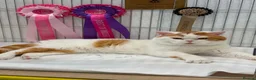 British Shorthair cats for sale: GCCF BSH kittens- championship lines - Advert 15