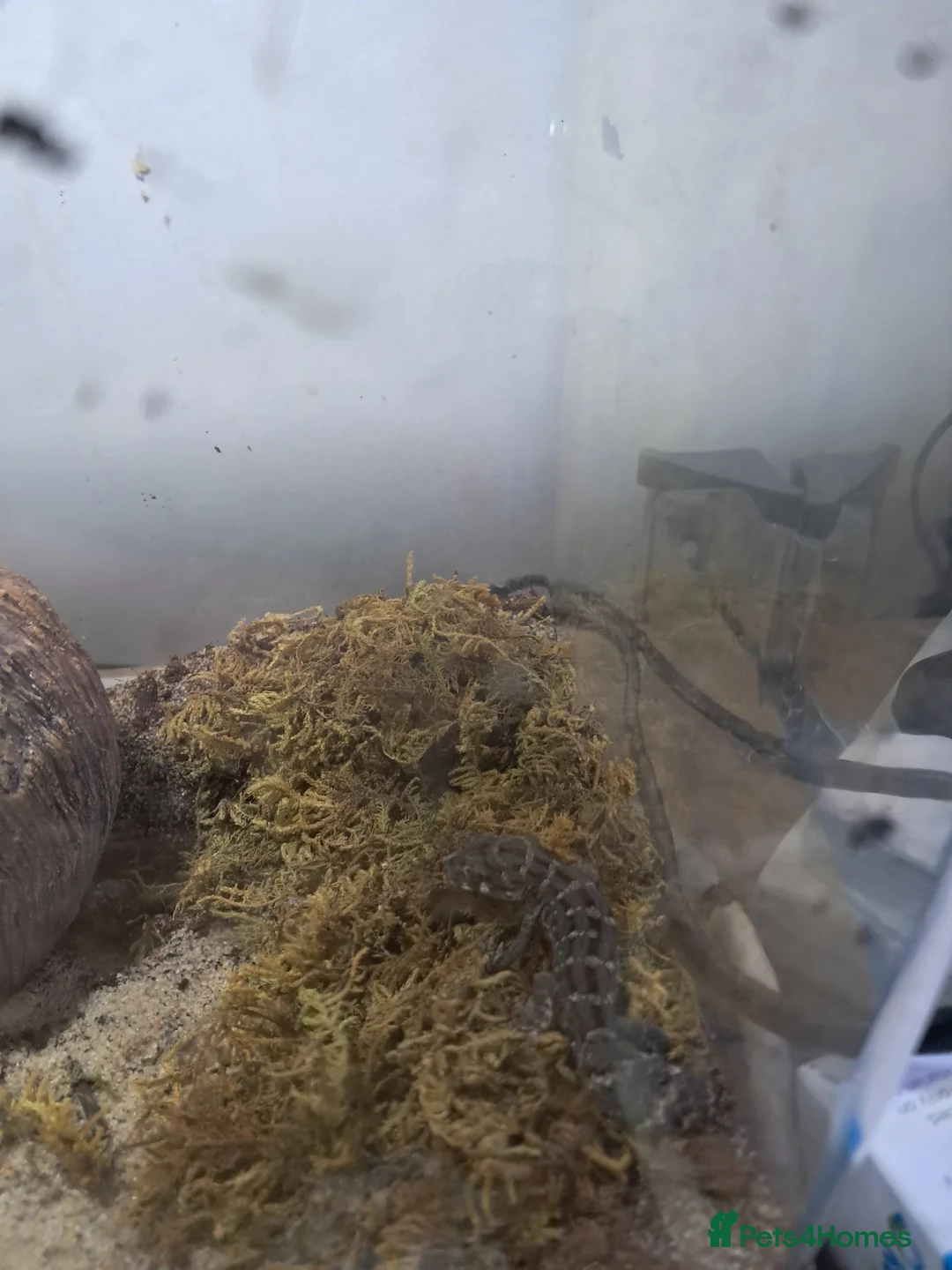 Gecko reptiles for sale: Two viper geckos and tank and uvb bulb and holder - Advert 5