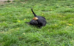 Labrador Retriever dogs for sale: Labrador Retriever puppies for  sale - Advert 9