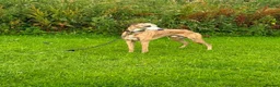 Whippet dogs for sale: Quality Whippet puppies - Advert 9
