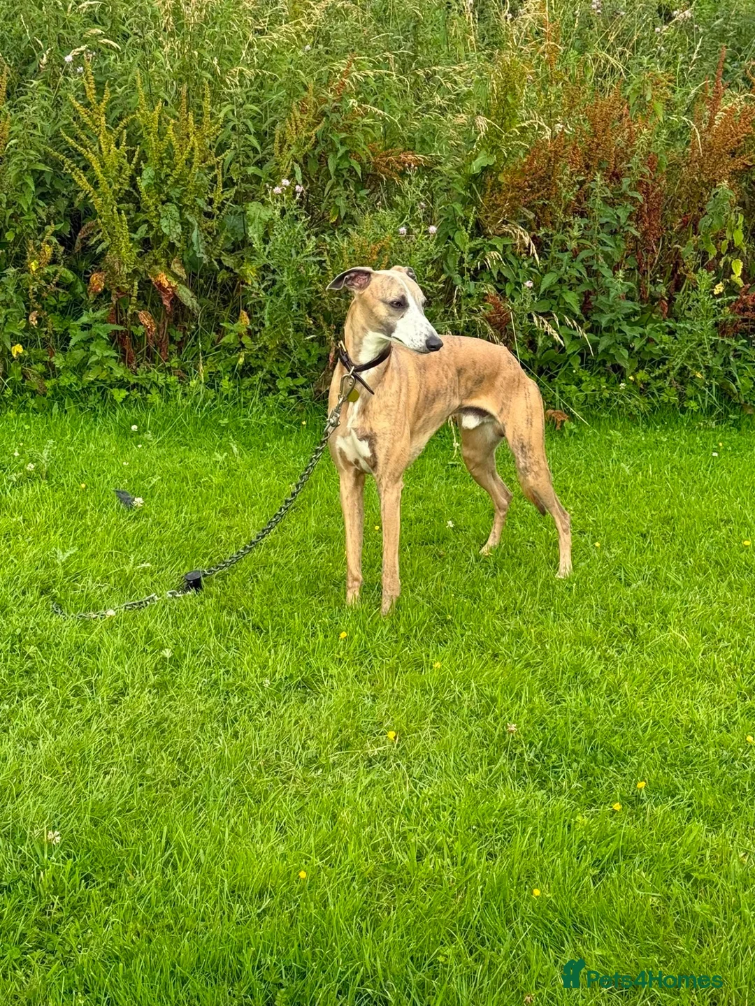 Whippet dogs for sale: Quality Whippet puppies - Advert 9