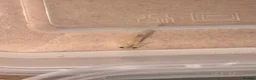 Axolotl reptiles for sale: Axolotl babies  - Advert 3