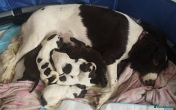 English Springer Spaniel dogs for sale: Beautiful springer Spainel pups. Ready 01/11/25 - Image 2