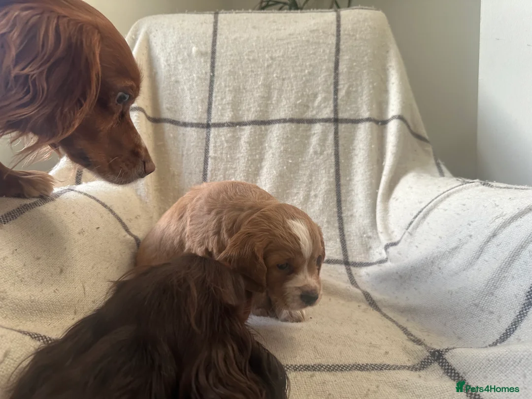 Cocker Spaniel dogs for sale: Working cocker spaniel puppies - Advert 28