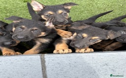 German Shepherd dogs for sale: German shepherd puppies  - Image 13