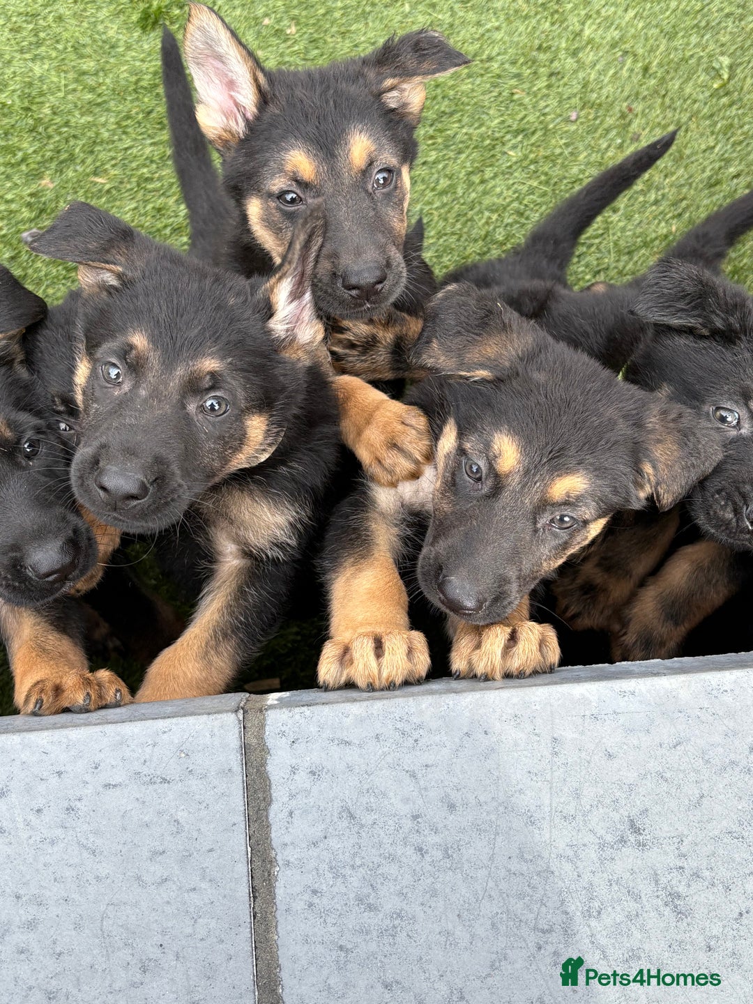 German Shepherd dogs for sale: German shepherd puppies  - Image 13