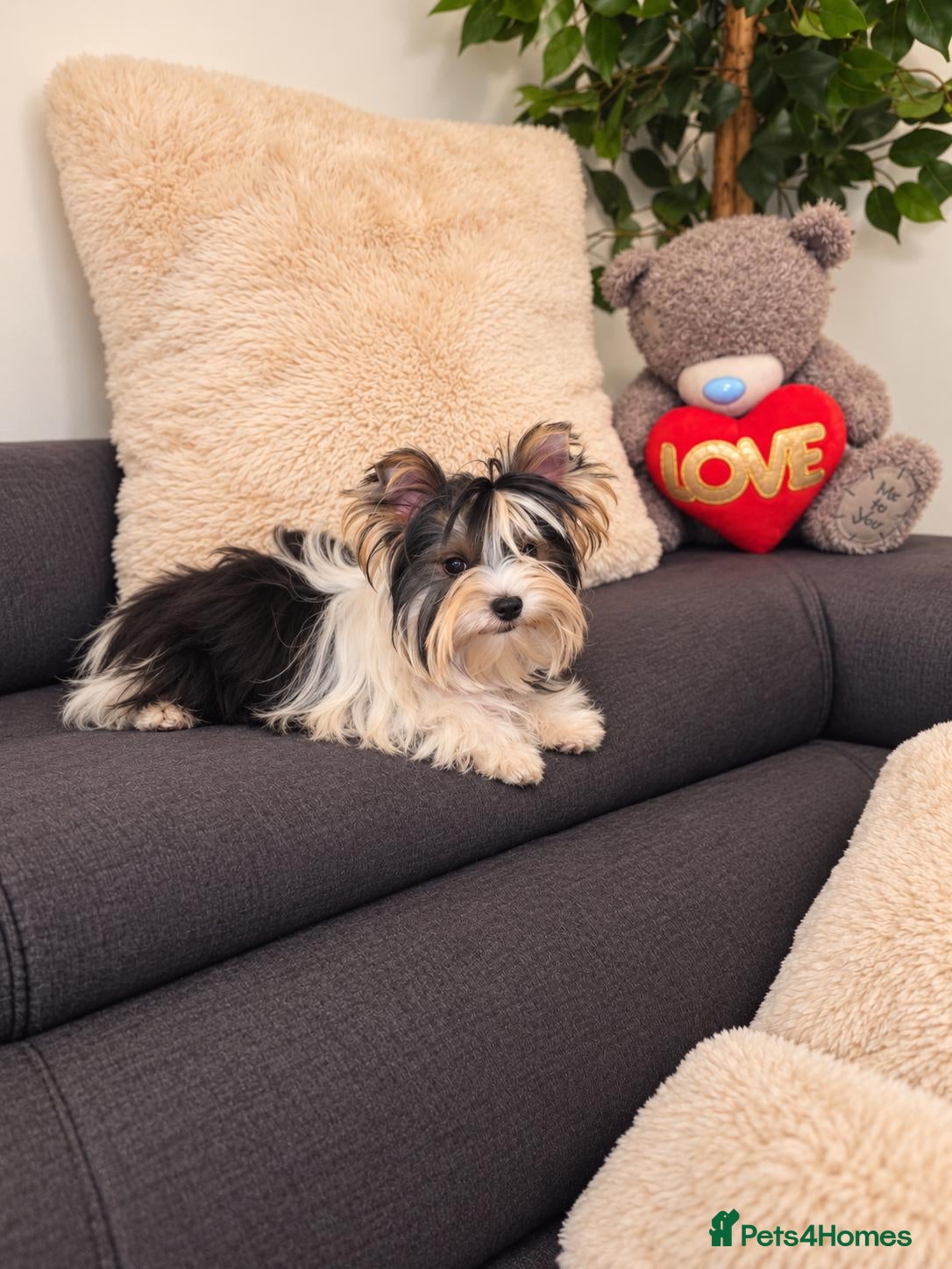 Yorkshire Terrier dogs for sale: Tiny Miniature Biewer Yorkie Girl–Doll-Like Beauty - Advert 1