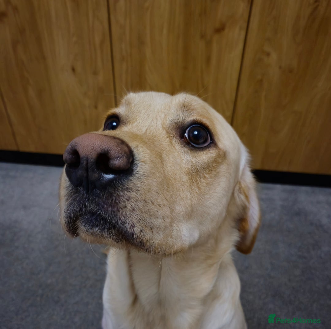 Labrador Retriever dogs for stud: Labrador Dog for stud - Image 1