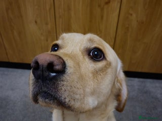 Labrador Retriever dogs Labrador Dog for stud - Advert 15