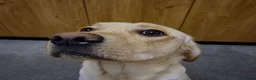 Labrador Retriever dogs for stud: Labrador Dog for stud - Advert 3