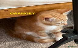 British Shorthair cats for sale: HEALTHY AND LOVING KITTEN FOR REHOUSING. - Image 5