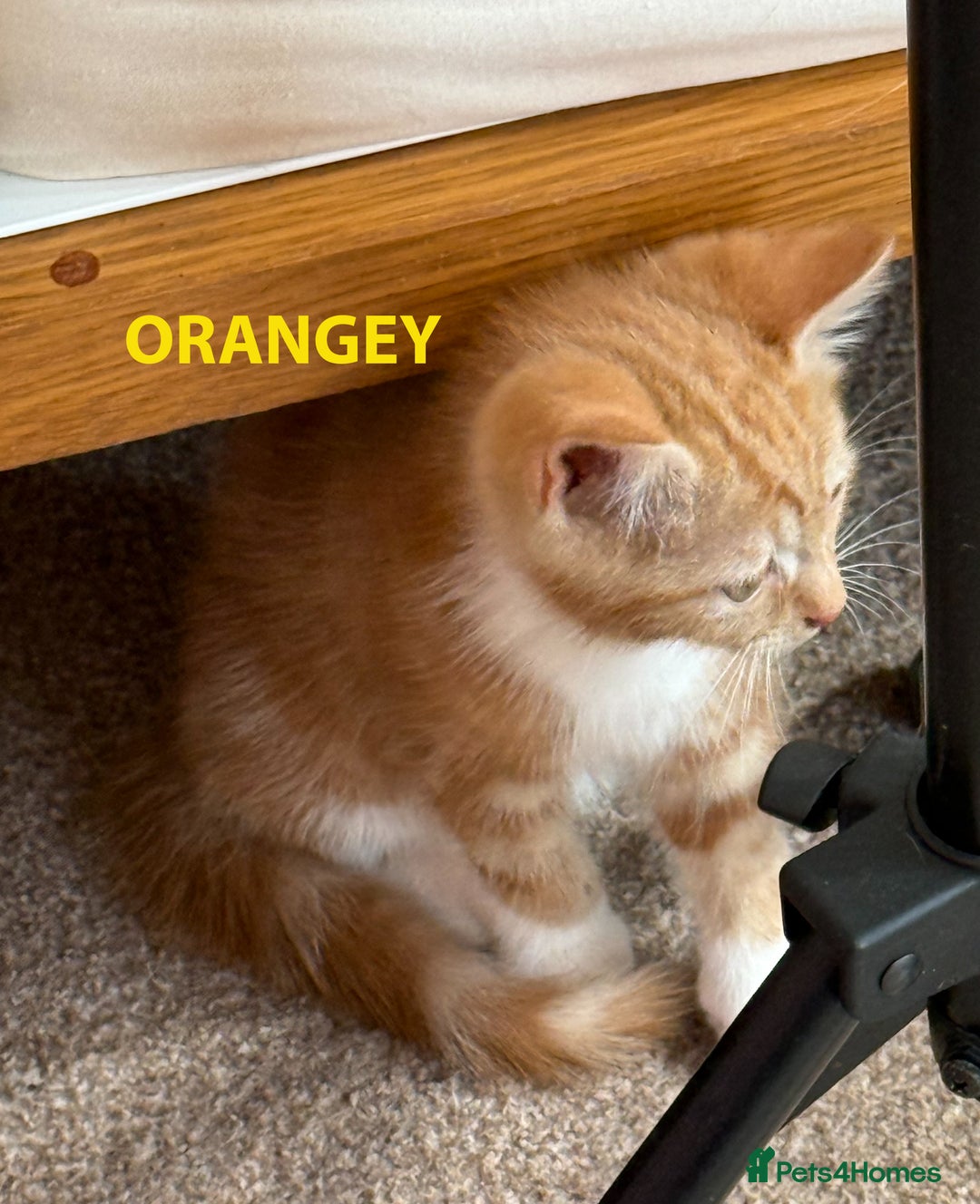 British Shorthair cats for sale: HEALTHY AND LOVING KITTEN FOR REHOUSING. - Image 5