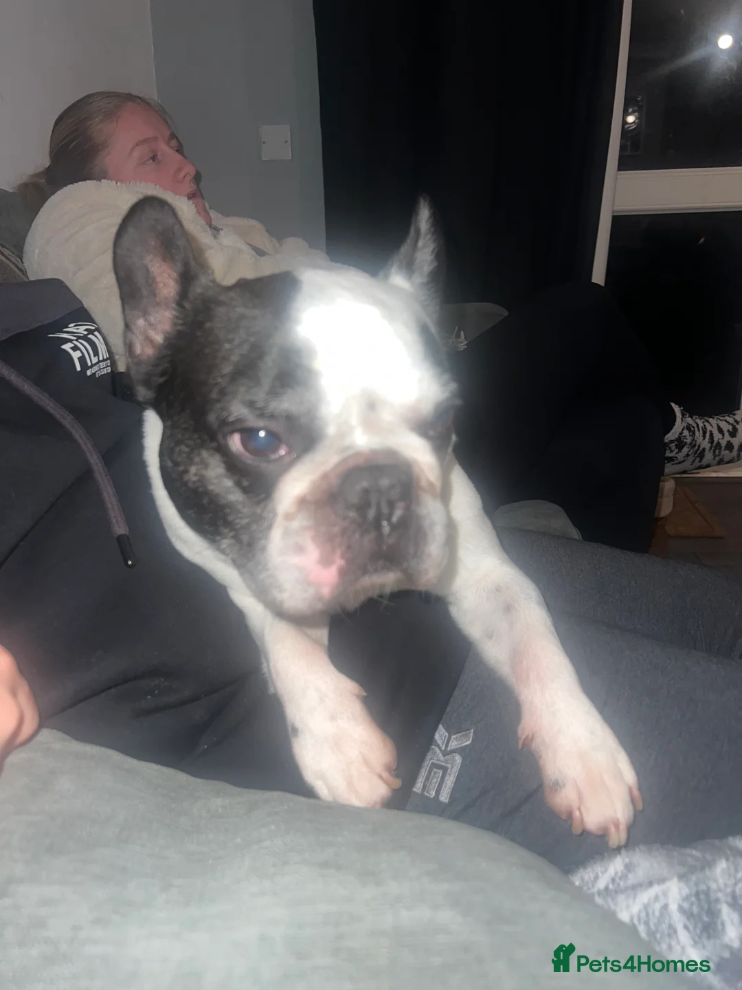 French Bulldog dogs for sale: urgent rehoming french bulldogs - Advert 6