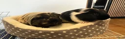 Guinea Pig rodents for sale: 2 baby male Guinea pigs  - Advert 1