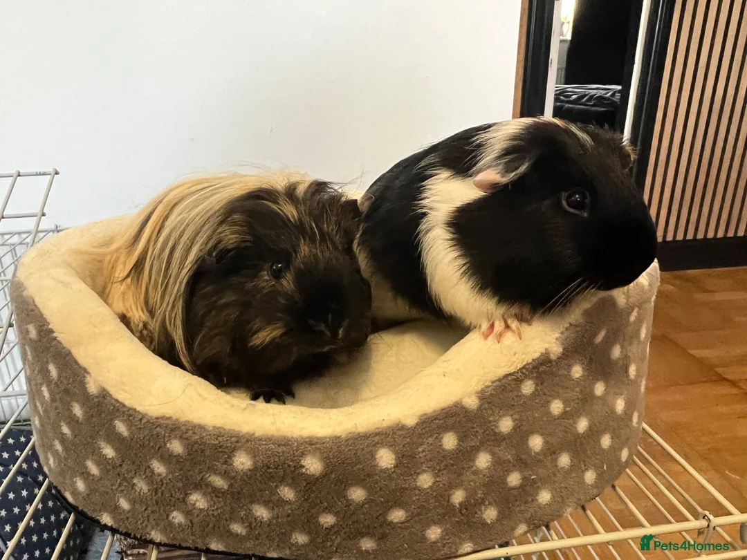 Guinea Pig rodents for sale: 2 baby male Guinea pigs  - Advert 1