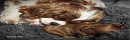Cavapoo dogs for sale: Extensively Health Tested Thearpy Cavapoos in Portsmouth - Advert 5