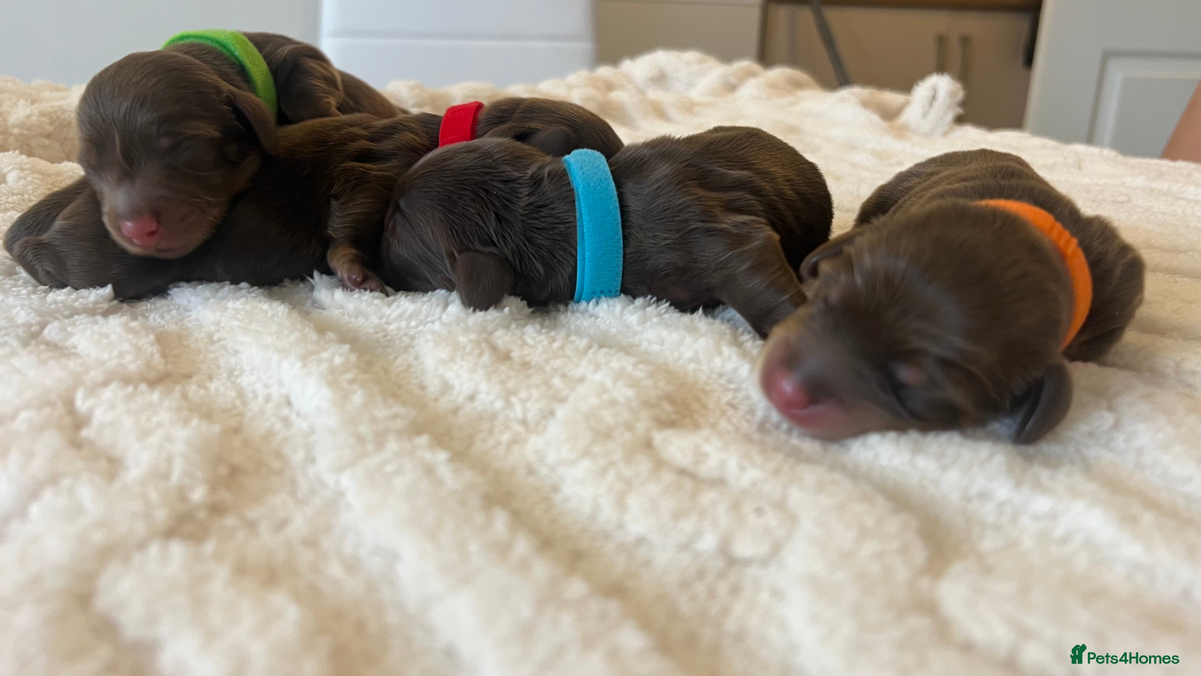 Miniature Dachshund dogs ⚡️Chocolate Mini Longhair Boys🐶 – Carry Cream - Advert 18