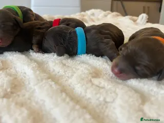 Miniature Dachshund dogs ⚡️Chocolate Mini Longhair Boys🐶 – Carry Cream - Advert 18