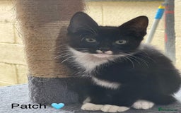 Domestic Shorthair cats for sale: Tuxedo and Tabby and White Kittens - Image 1