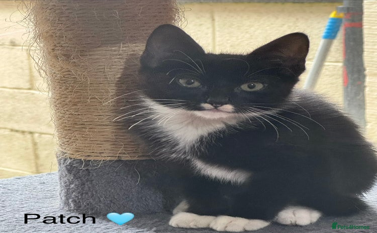Domestic Shorthair cats - Advert 1