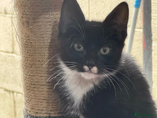 Domestic Shorthair cats - Advert 17