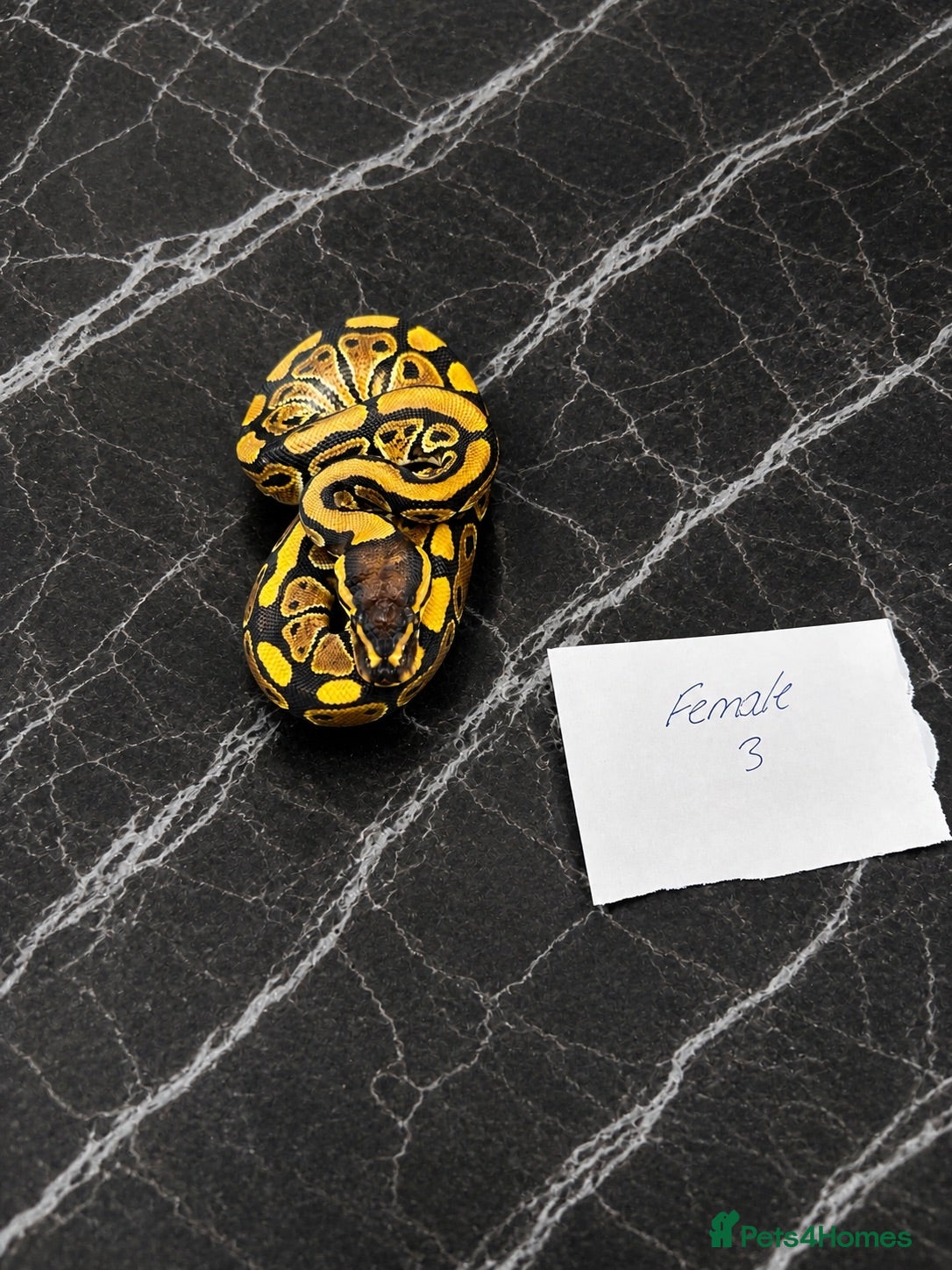 Python Snake reptiles From £50, Royal Python Hatchlings - 100% Het Clown - Advert 2