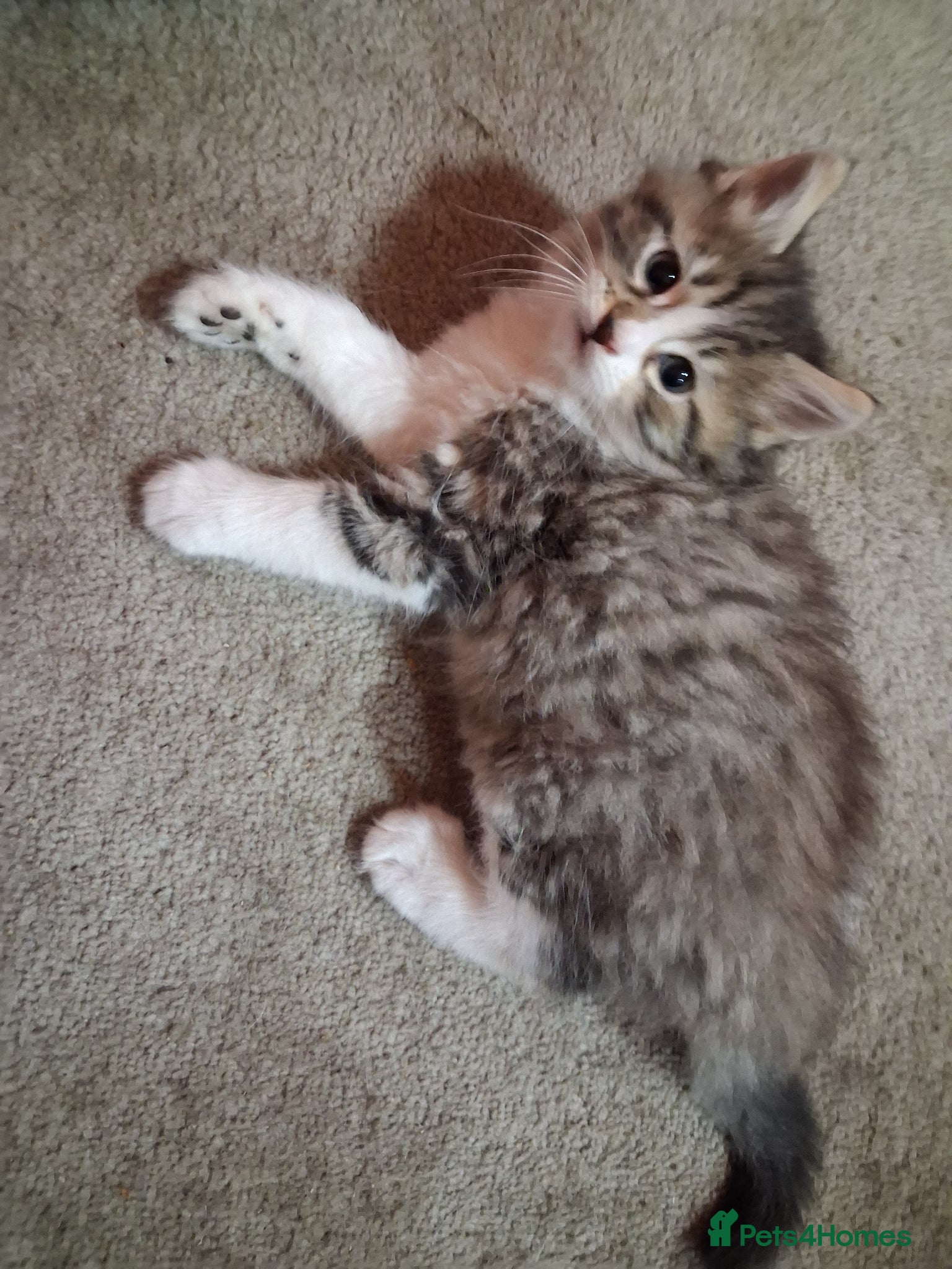 Ragcoon cats Only 2 beautiful ragdoll cross bengal mix kittens - Advert 11
