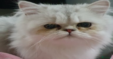 Persian cats Chinchilla Persian  - Advert 2