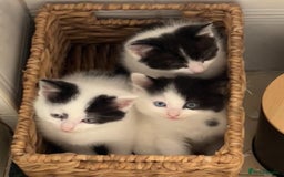 Mixed Breed cats for sale: 🐾 2 Super Friendly Male Kittens–Ready to Leave 🐾 - Image 1