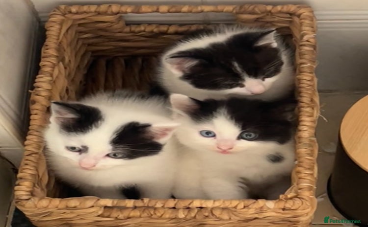 Mixed Breed cats - Advert 3
