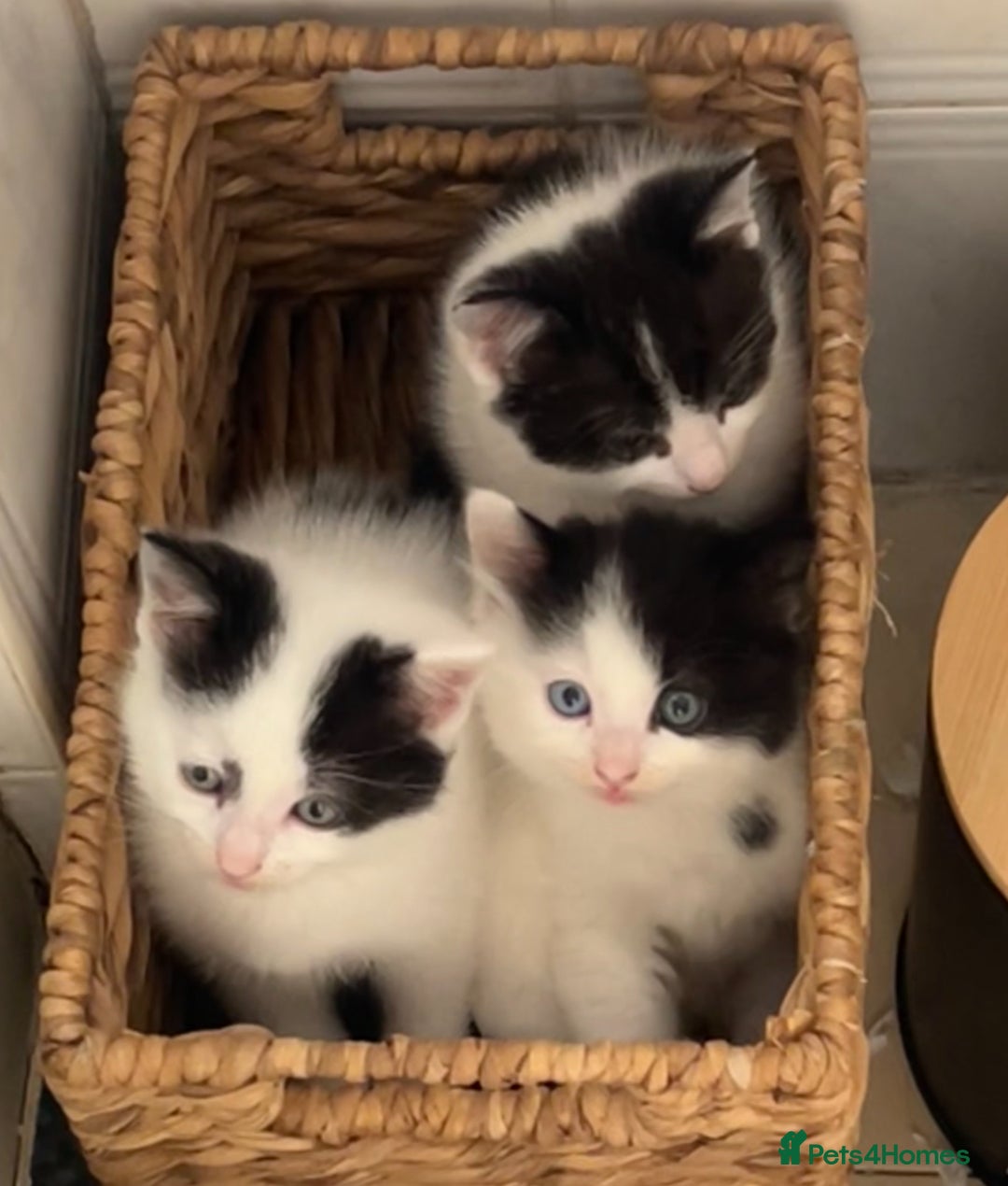 Mixed Breed cats for sale: 🐾 2 Super Friendly Male Kittens–Ready to Leave 🐾 - Image 1