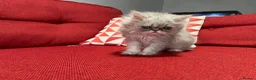 Persian cats for sale: Stunning silver Persian girl  - Advert 8