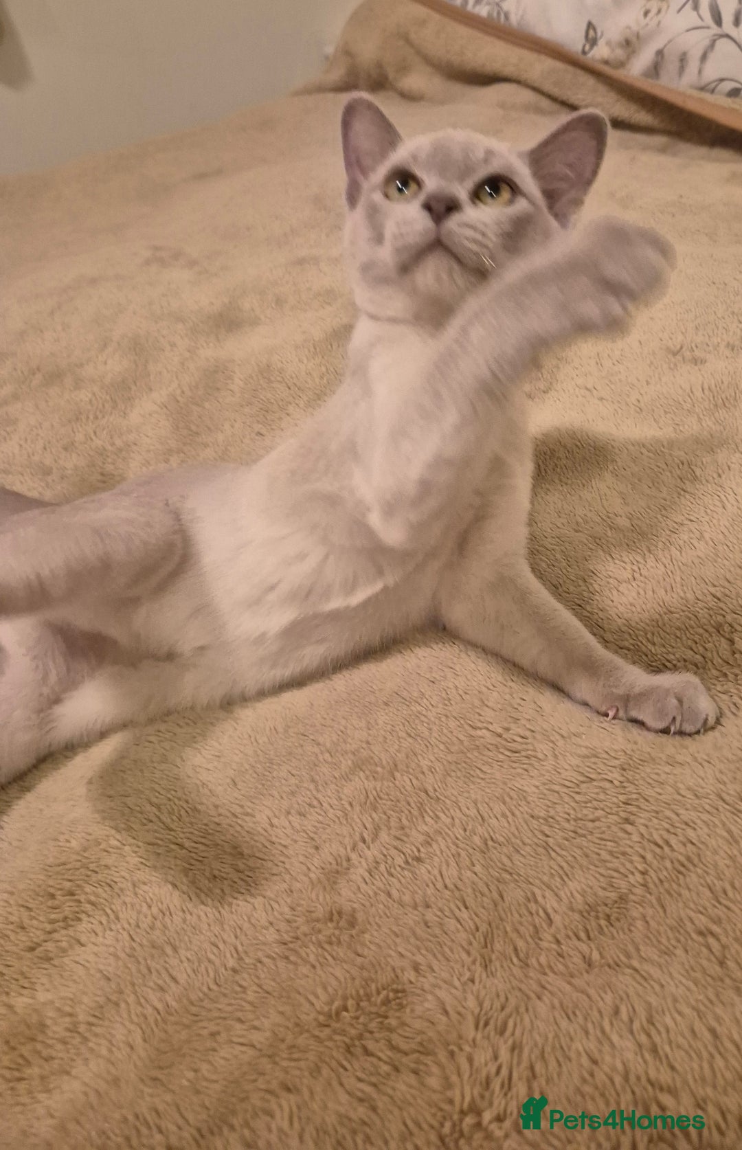 Burmese cats for sale: Pedigree Lilac Male Burmese Kitten - Advert 11