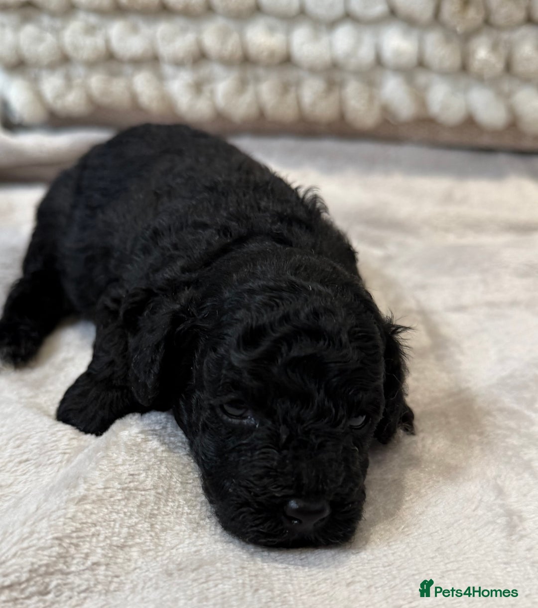 Toy Poodle dogs for sale: Adorable Toy Poodle Puppies READY TO GO! - Advert 26