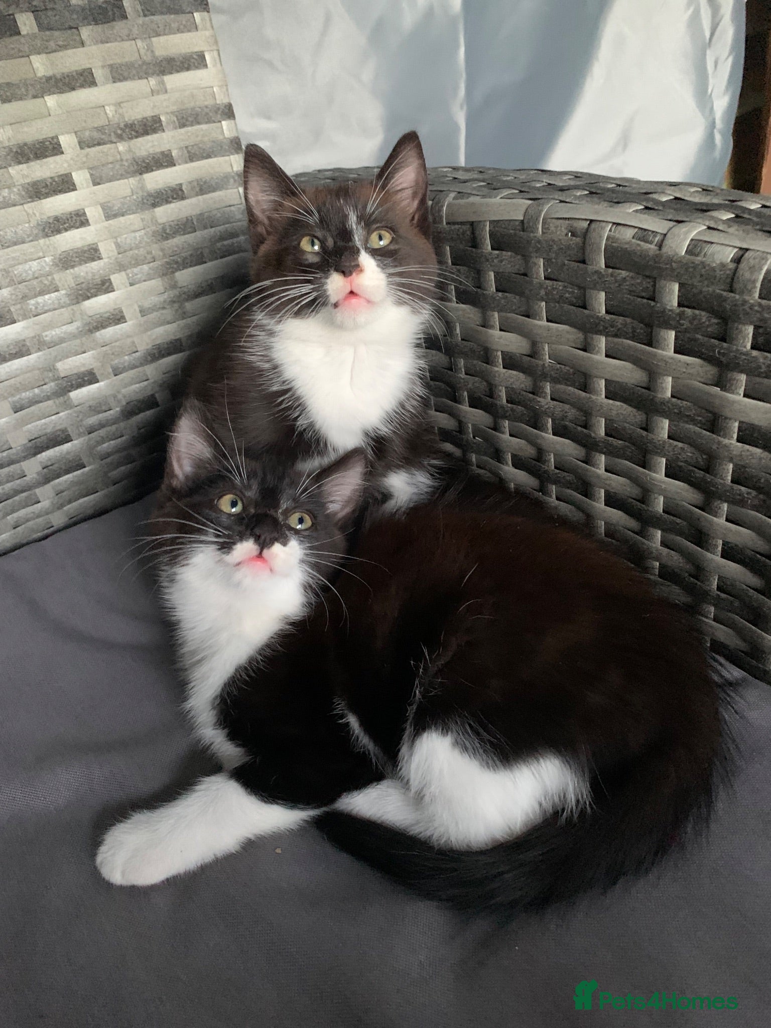 Mixed Breed cats Adorable kittens  - Advert 20