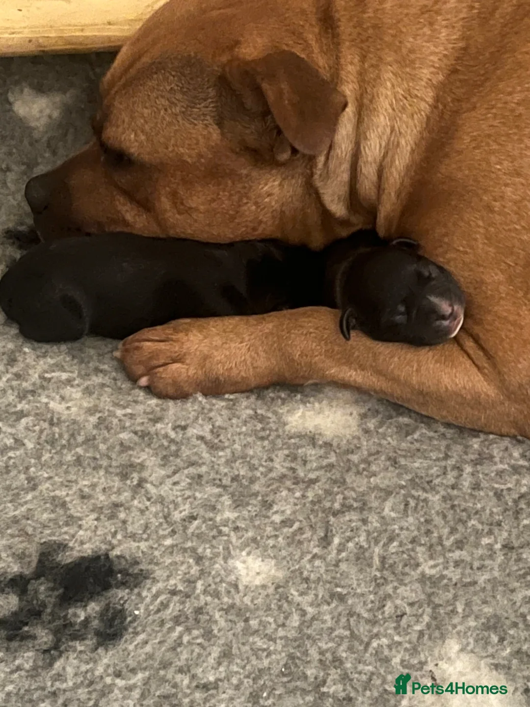 Staffordshire Bull Terrier dogs for sale: 2 fully DNA tested KC staff puppies  in Milton Keynes - Advert 1