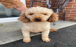 Cockapoo dogs for sale: F1 Cockapoos - Image 8