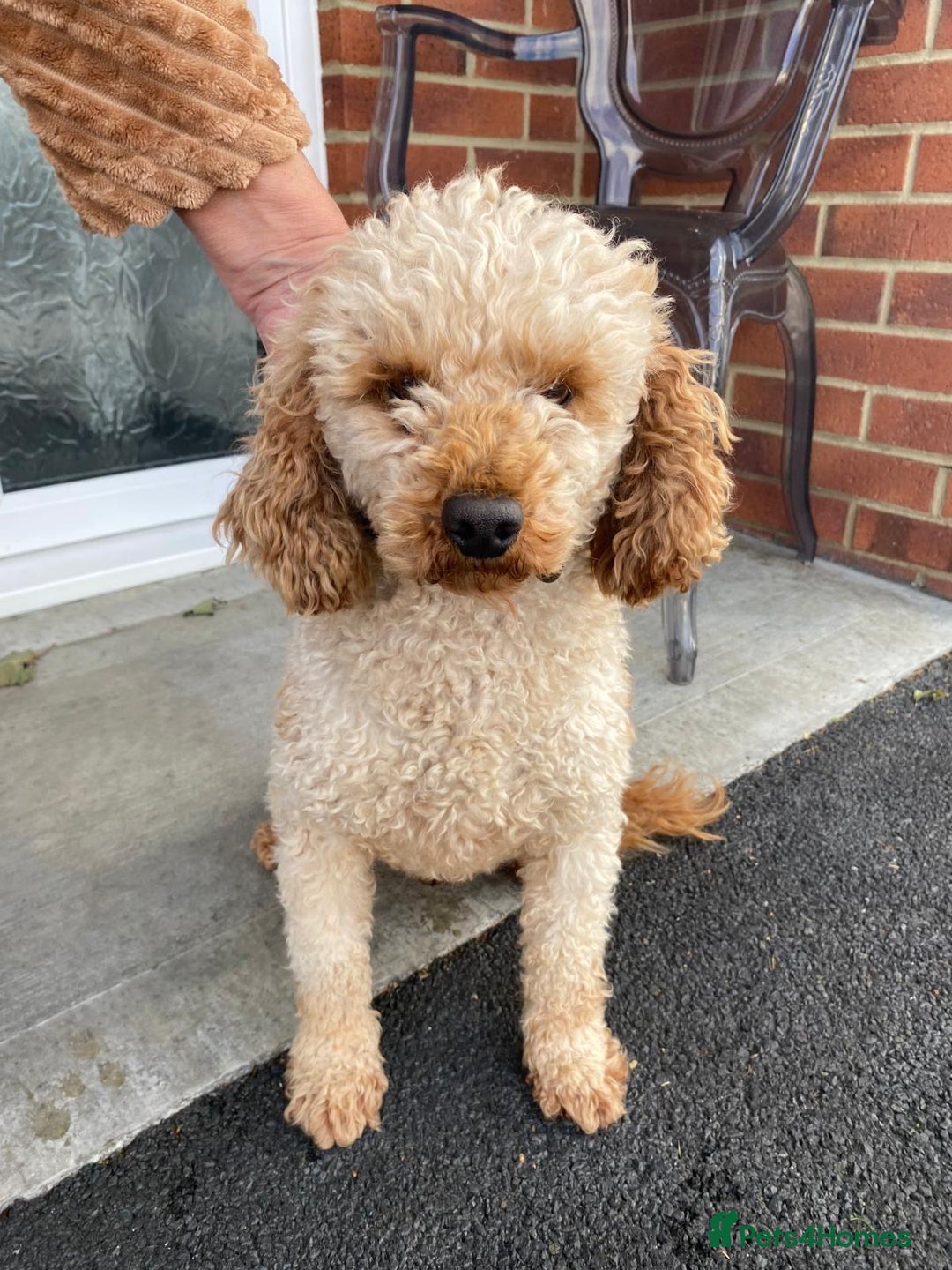 Cockapoo dogs for sale: F1 Cockapoos - Image 8