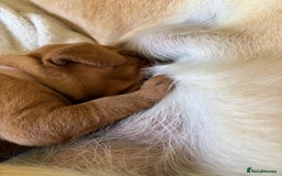 Labrador Retriever dogs for sale: Stunning, KC registered, Fox Red Labrador puppies. - Image 7