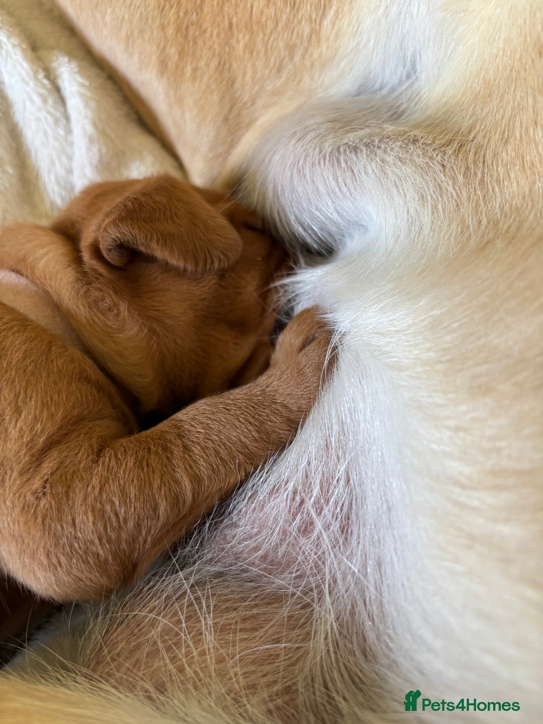 Labrador Retriever dogs for sale: Stunning, KC registered, Fox Red Labrador puppies. - Image 7