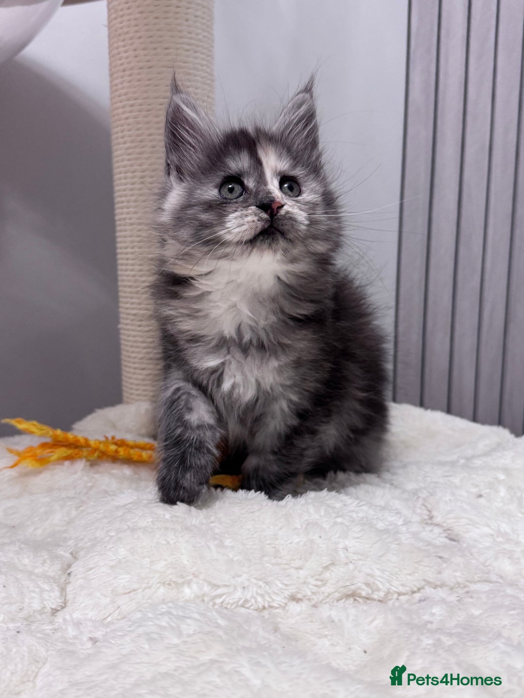 Maine Coon cats for sale: 🌟🌟Beautiful  Maine Coon kittens 🌟🌟🌟 - Advert 22