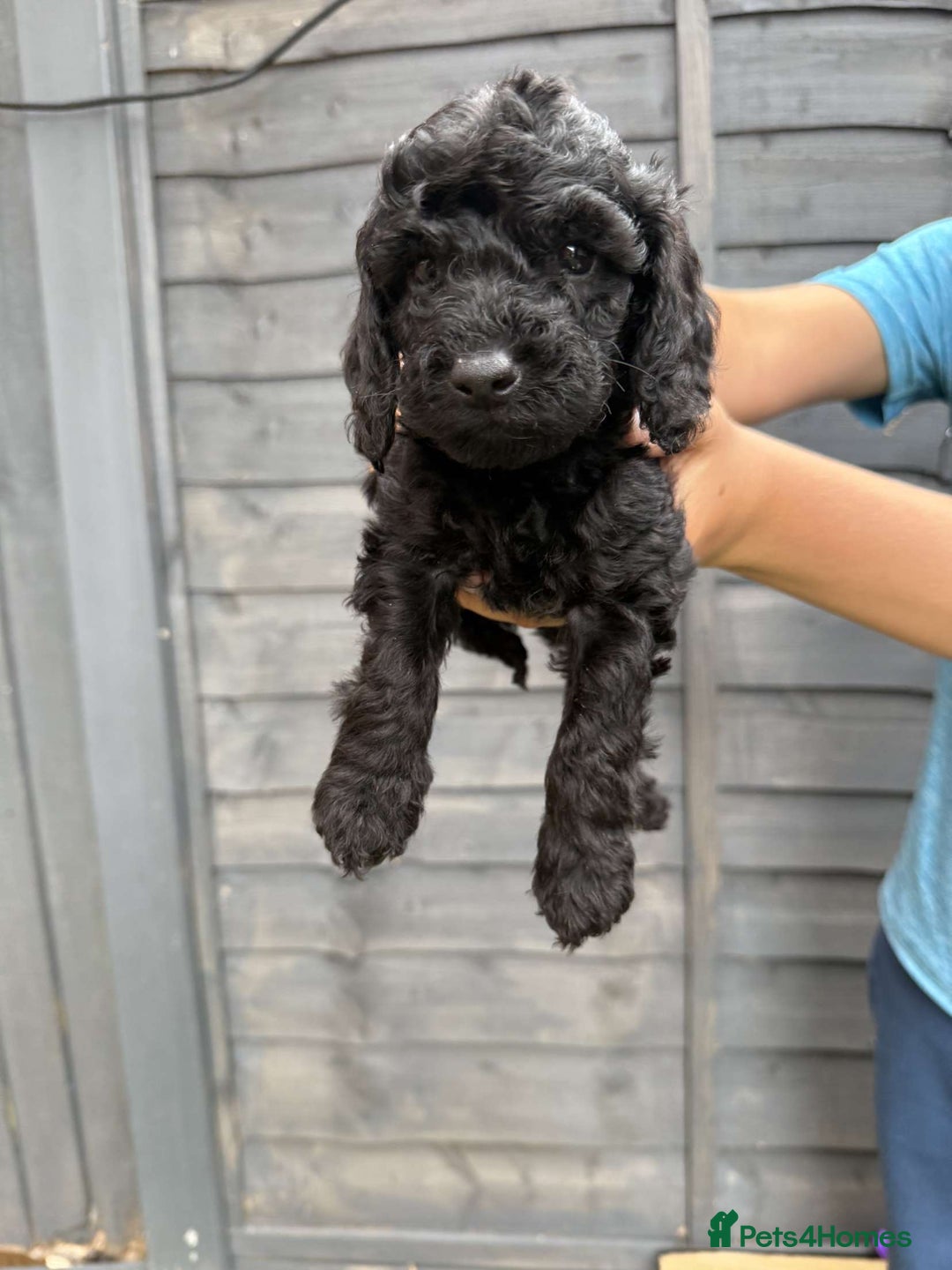 Miniature Poodle dogs for sale: Miniature poodles - Image 8