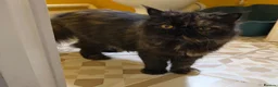 Persian cats for sale: Beautiful Pedigree Persian Kittens ready NOW - Advert 18