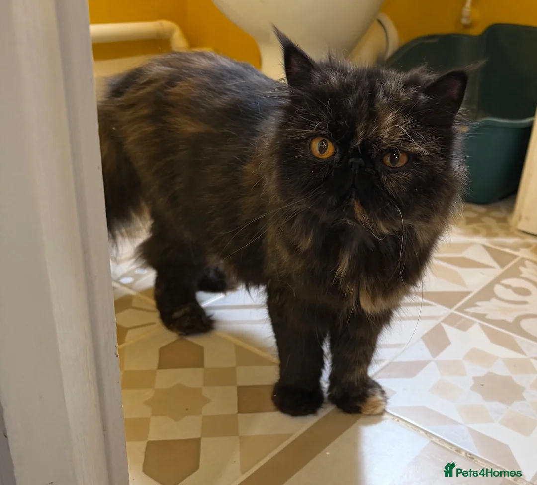 Persian cats for sale: Beautiful Pedigree Persian Kittens ready NOW - Advert 18