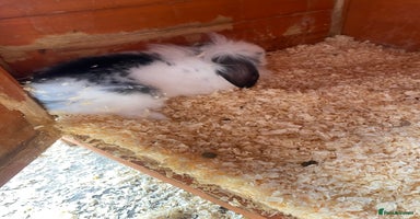 Mini Lop rabbits - Advert 1