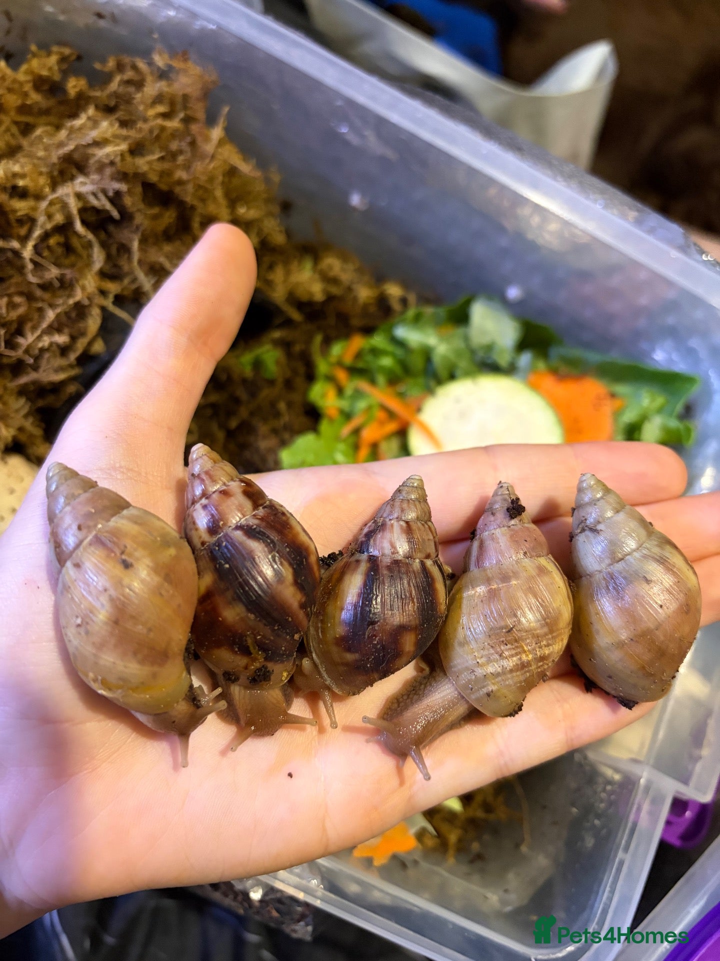 Snails invertebrates Giant African land snails (5 LEFT!)  - Advert 1