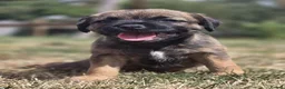 Border Terrier dogs for sale: Two Beautiful Border Terrier Puppies - Advert 7
