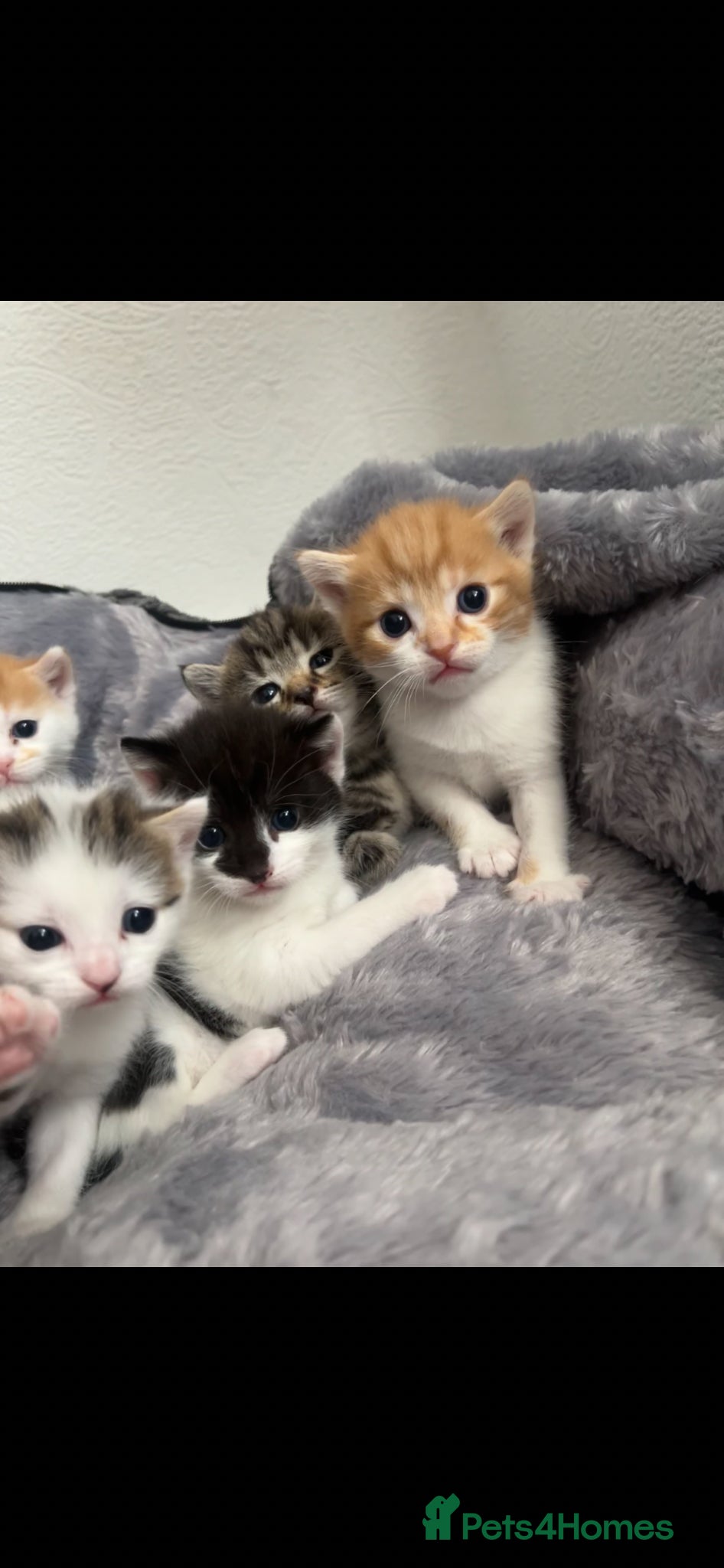 Mixed Breed cats 4 mixed breed kittens looking for a forever home - Advert 6